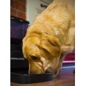 Andrew James New Automatic Pet Feeder / Bowl, Programmable For Upto 90 Meals / Days With Voice Recorder - As Appeared On The Gadget Show